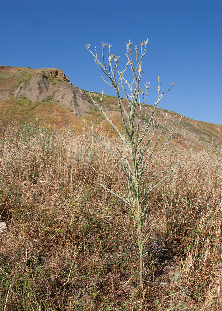 Image of Centaurea solstitialis specimen.