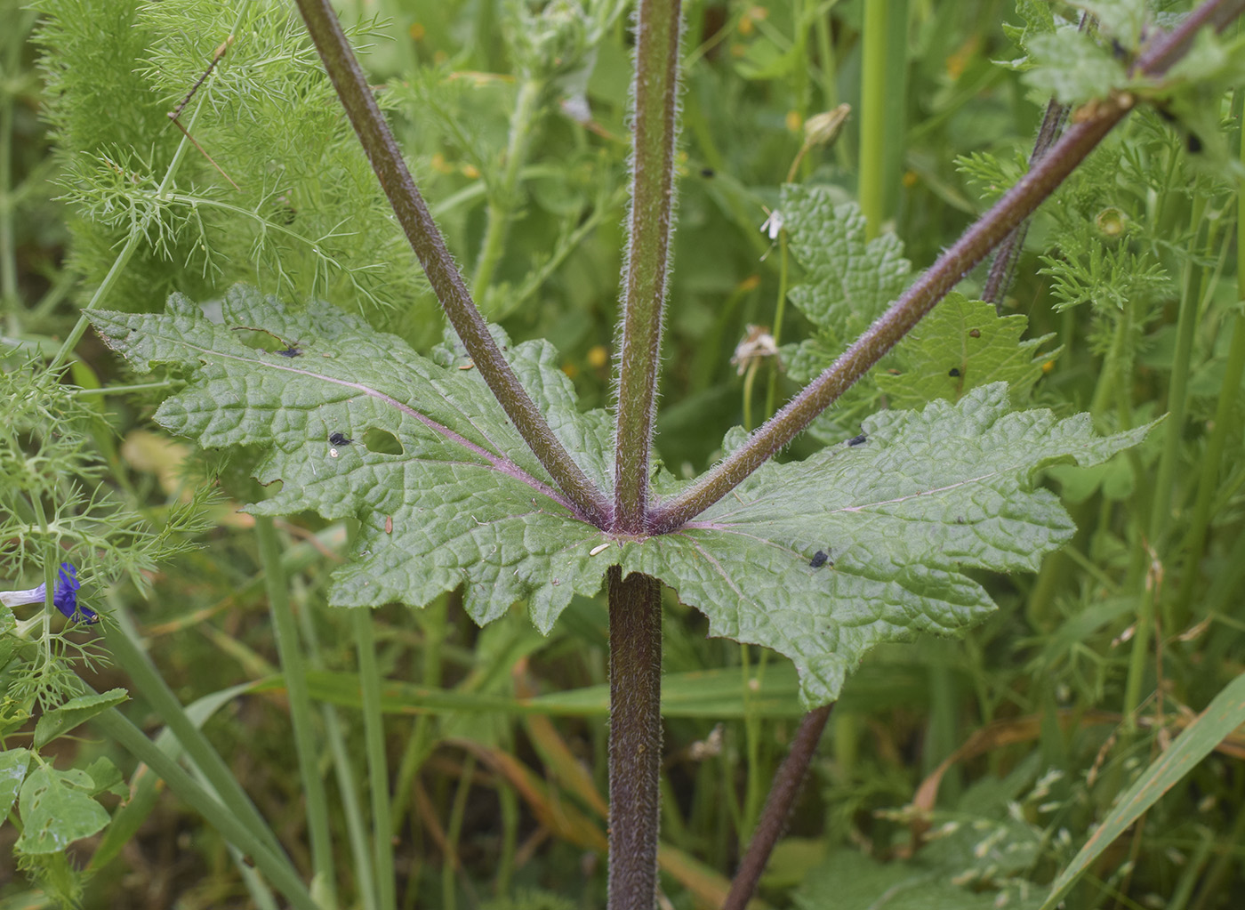 Изображение особи Salvia verbenaca.