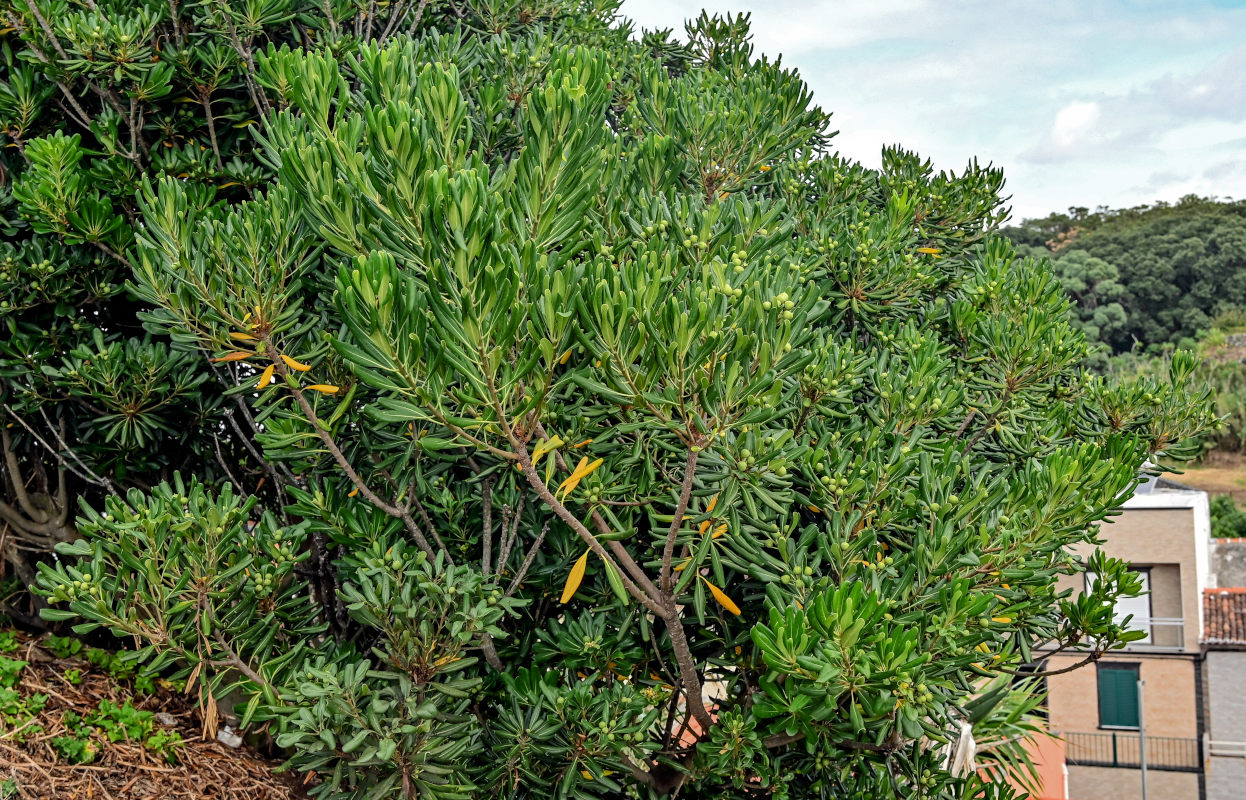Image of Pittosporum tobira specimen.