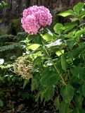 Hydrangea macrophylla. Побег с соцветием. Португалия, округ Лиссабон, г. Синтра, в культуре. 05.08.2025.