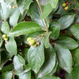 Cotoneaster lucidus. Соплодие с незрелыми плодами и листья. Челябинская обл., г. Челябинск, парк \"Алое Поле\". 01.08.2022.