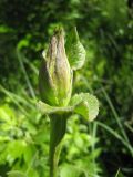 Ligularia lydiae