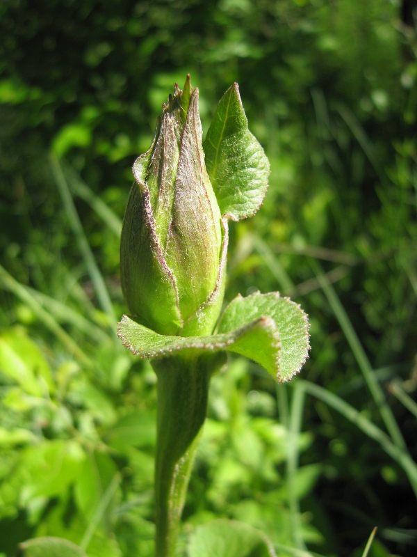 Image of Ligularia lydiae specimen.