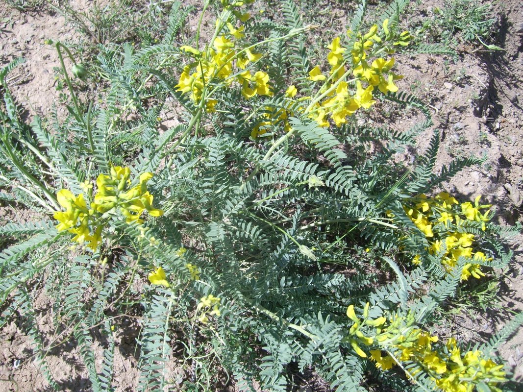 Изображение особи Astragalus nachitschevanicus.