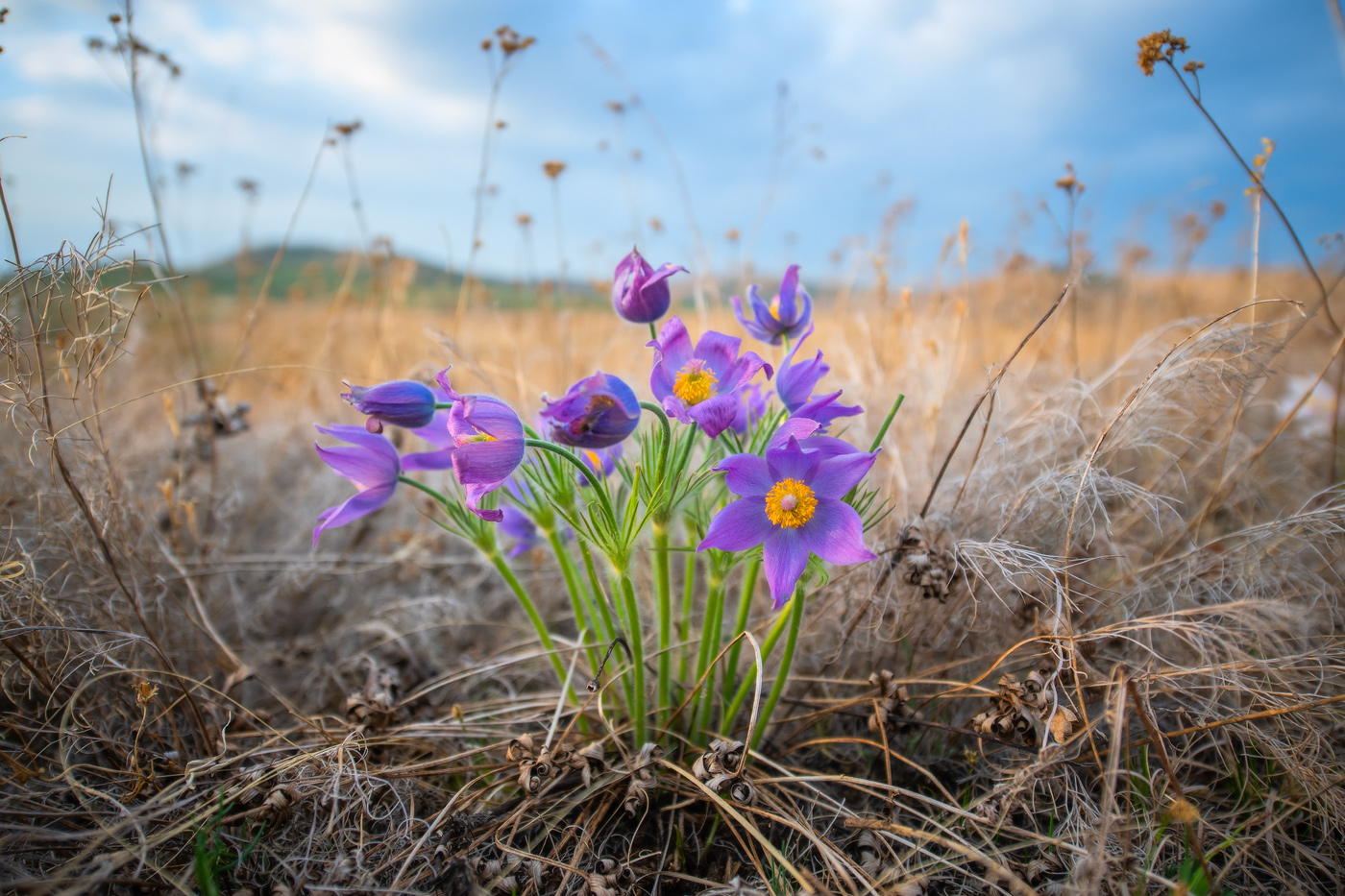 Изображение особи Pulsatilla turczaninovii.
