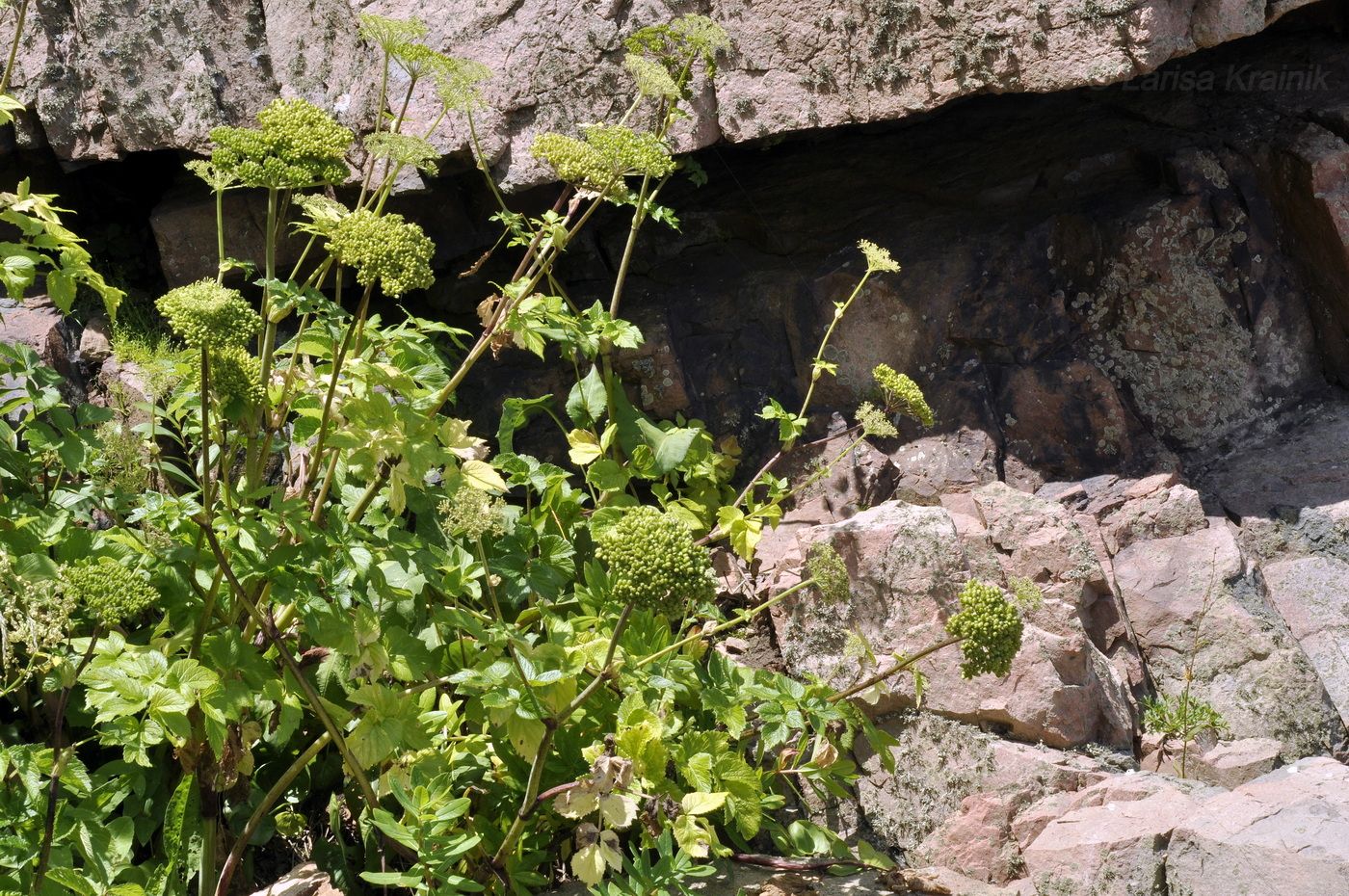 Изображение особи Coelopleurum gmelinii.