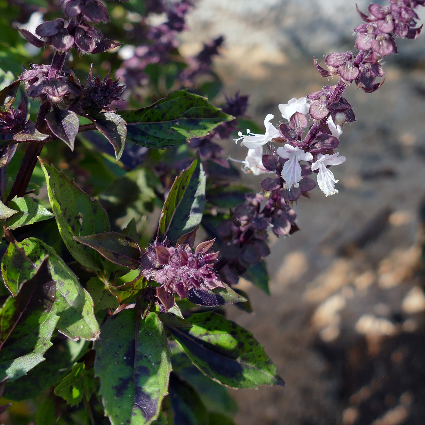 Image of Ocimum basilicum specimen.