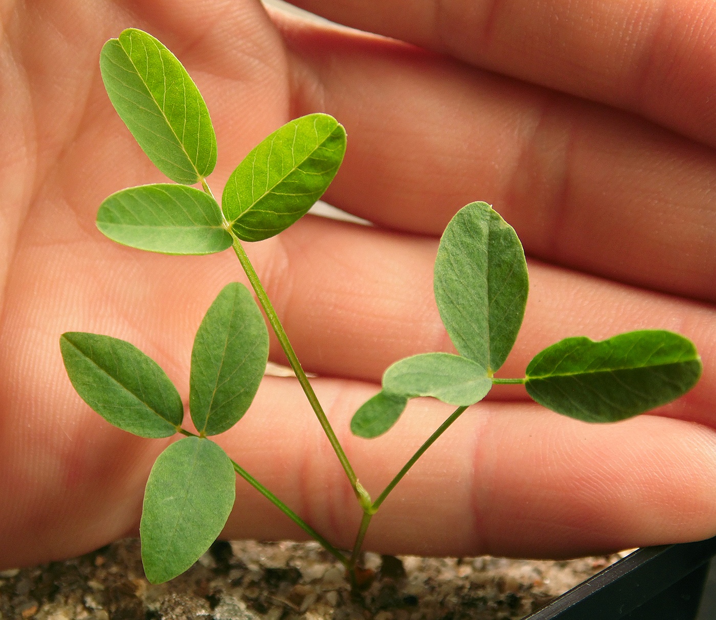 Image of Hedysarum neglectum specimen.