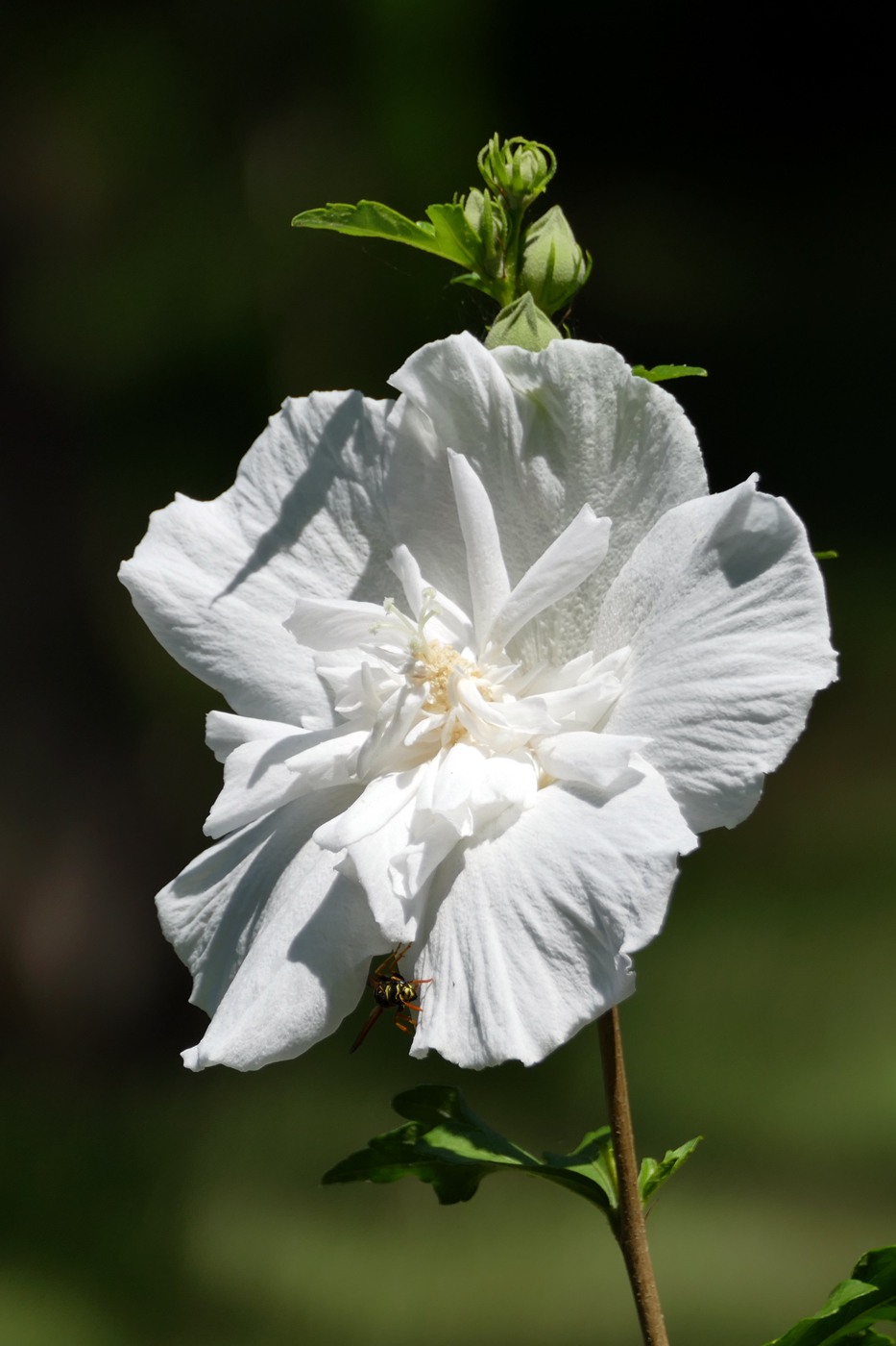 Изображение особи Hibiscus syriacus.