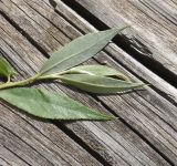 род Salix. Верхушка побега (видна абаксиальная поверхность листьев). Грузия, край Самцхе-Джавахети, Аспиндзский муниципалитет, напротив ур. Тавкветула, берег р. Кура. 29 мая 2025 г.
