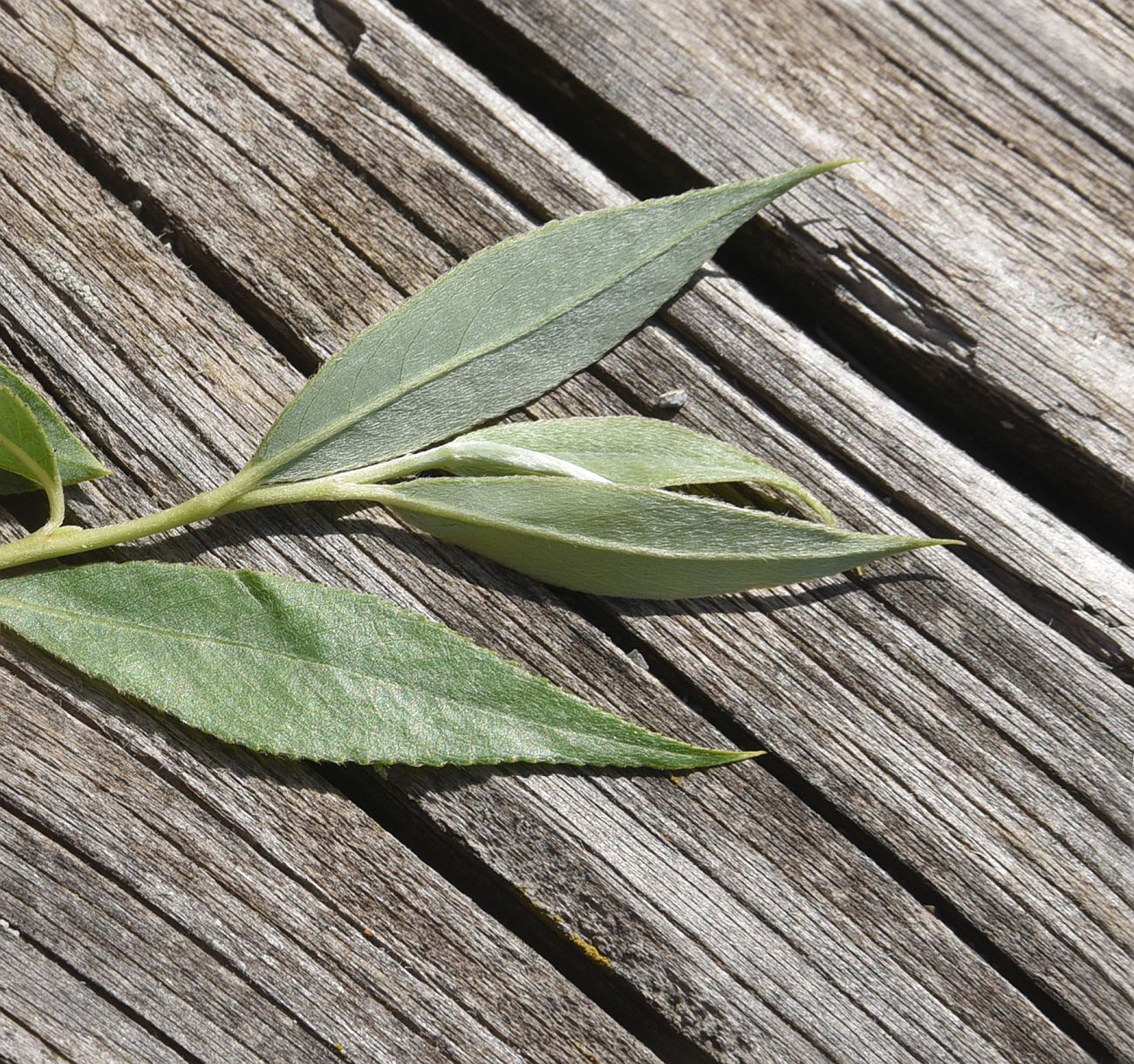 Изображение особи род Salix.