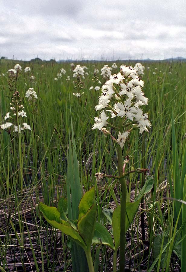Image of Menyanthes trifoliata specimen.