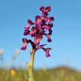 Anacamptis morio subspecies caucasica. Верхушка побега с соцветием. Краснодарский край, м/о г. Геленджик, окр. с. Адербиевка, склон горы Острая, используемый для выпаса горный луг. 09.05.2026.