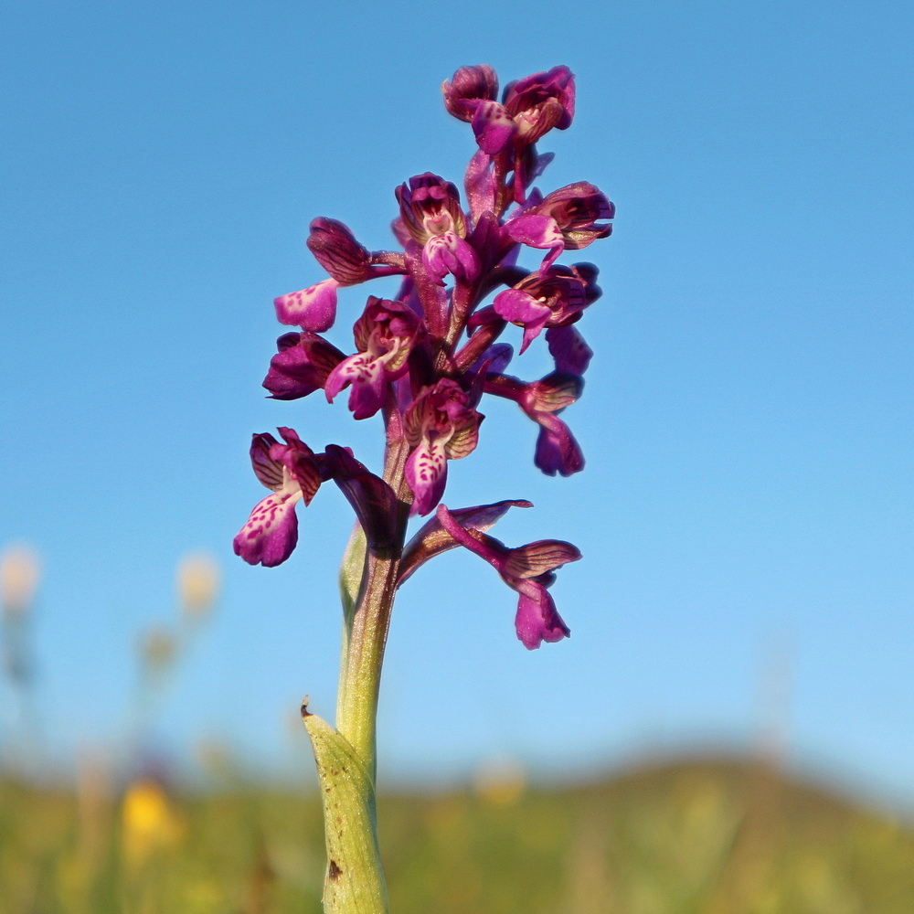 Image of Anacamptis morio ssp. caucasica specimen.