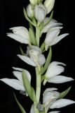 Cephalanthera epipactoides. Часть соцветия. Краснодарский край, г/о Новороссийск, окр с. Южная Озереевка, заказник Абраусский, выс. 129 м н.у.м., пушистодубово-фисташково-можжевеловое редколесье. 20.05.2025.