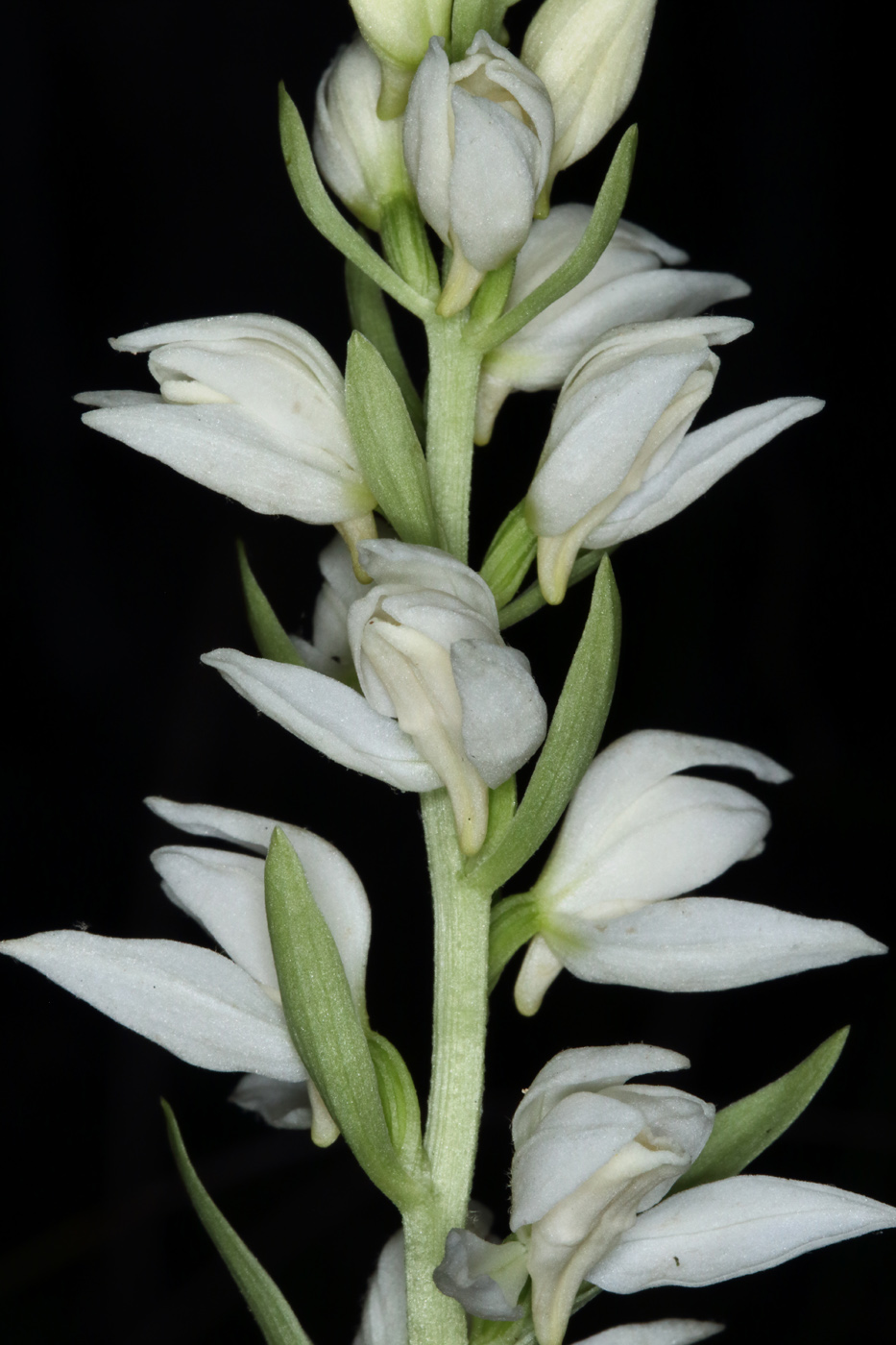 Image of Cephalanthera epipactoides specimen.