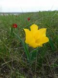 Tulipa suaveolens. Цветущее растение. Ростовская обл., Октябрьский р-н, дол. р. Аюта, окр. хут. Красный, правый коренной берег пруда Терновый Яр, степь. 18.04.2026.