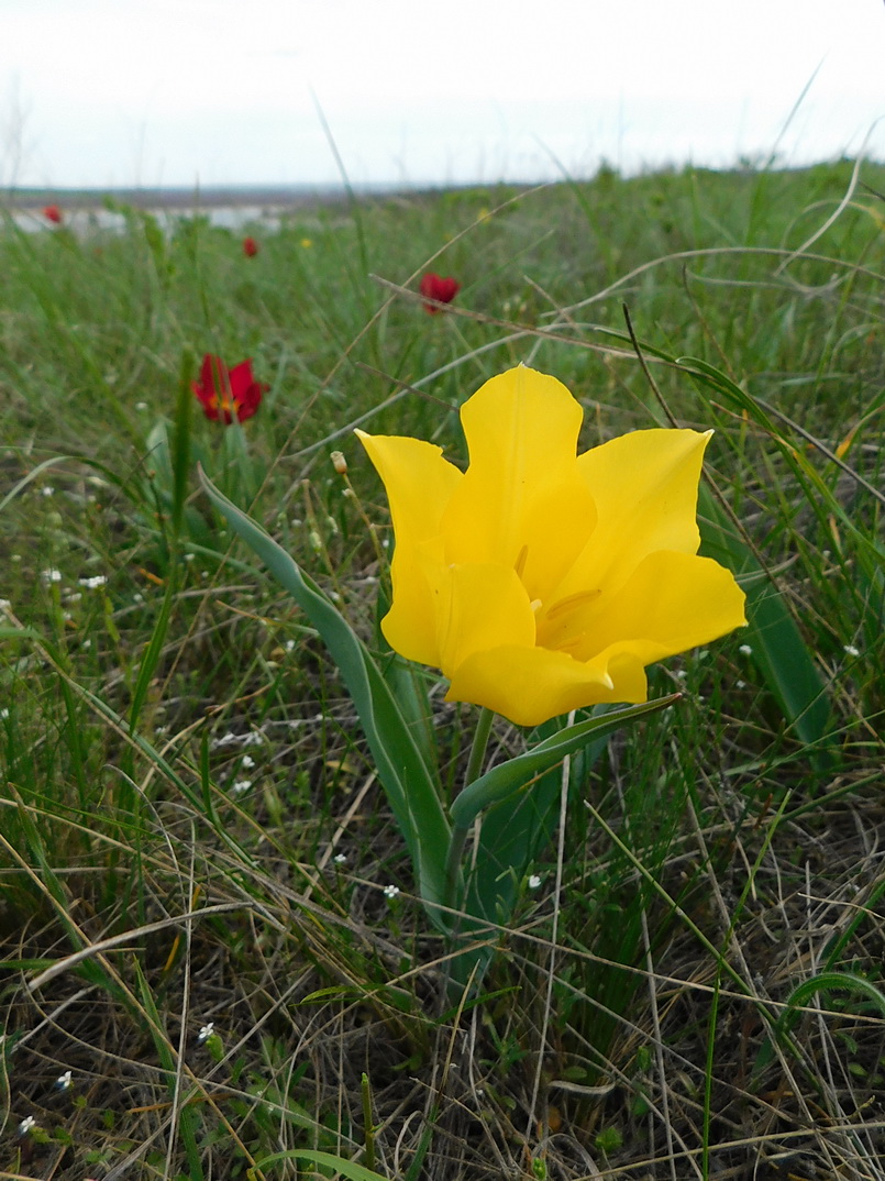 Image of Tulipa suaveolens specimen.