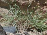 familia Poaceae. Прикорневая часть плодоносящего растения. Таджикистан, Горно-Бадахшанская автономная обл., Рушанский р-н, хр. Музкол, Сарезское оз., Усойский завал, скопление мелкозёма среди крупноглыбового обломочного материала. 21 июня 2026 г.