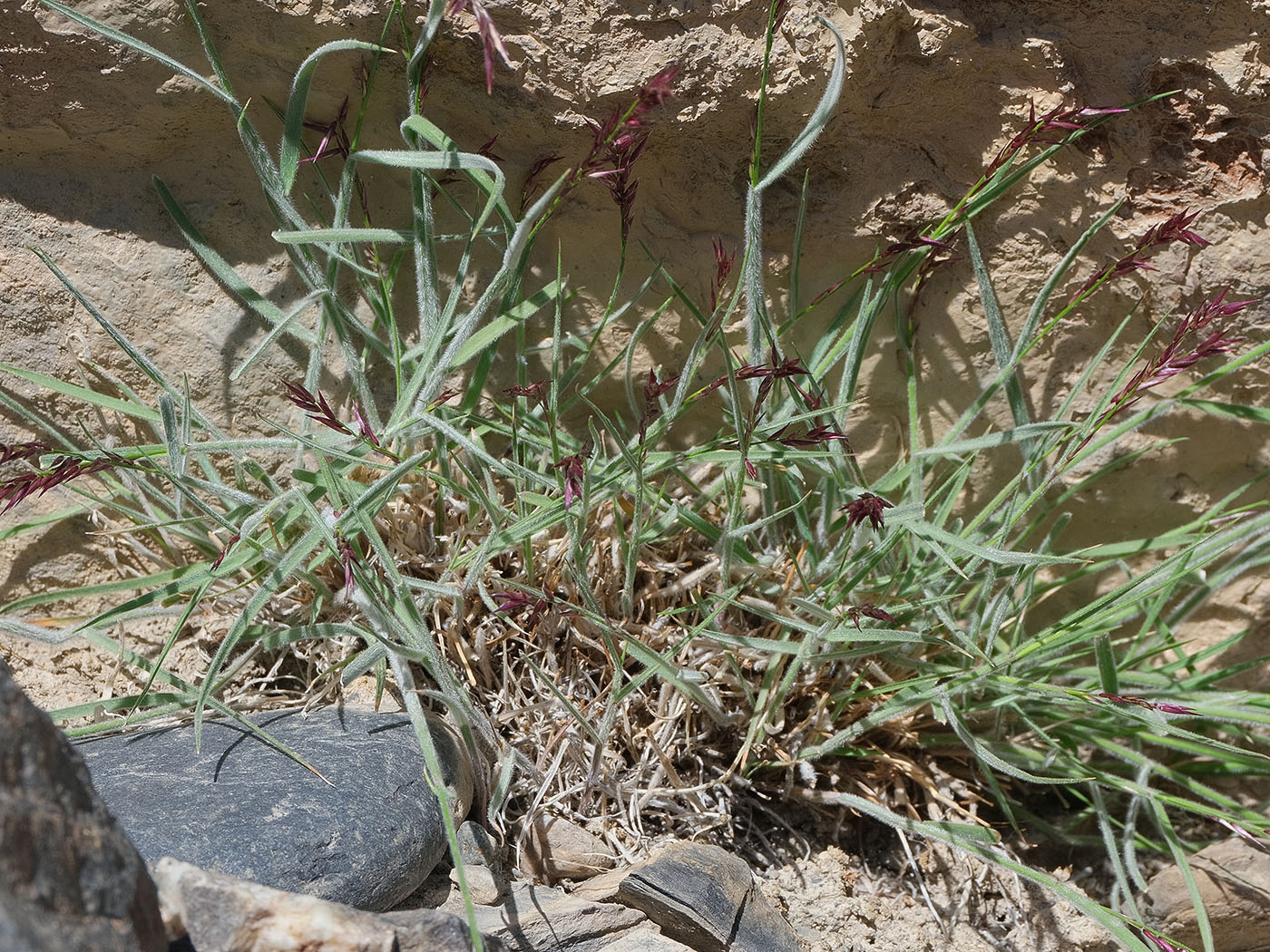 Image of Melica altissima specimen.