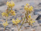 Corydalis fimbrillifera. Соцветия с завязями. Таджикистан, Горно-Бадахшанская автономная обл., Рушанский р-н, хр. Музкол, окр. Сарезского оз., Усойский завал, селевое русло р. Усойдара. 22 июня 2026 г.