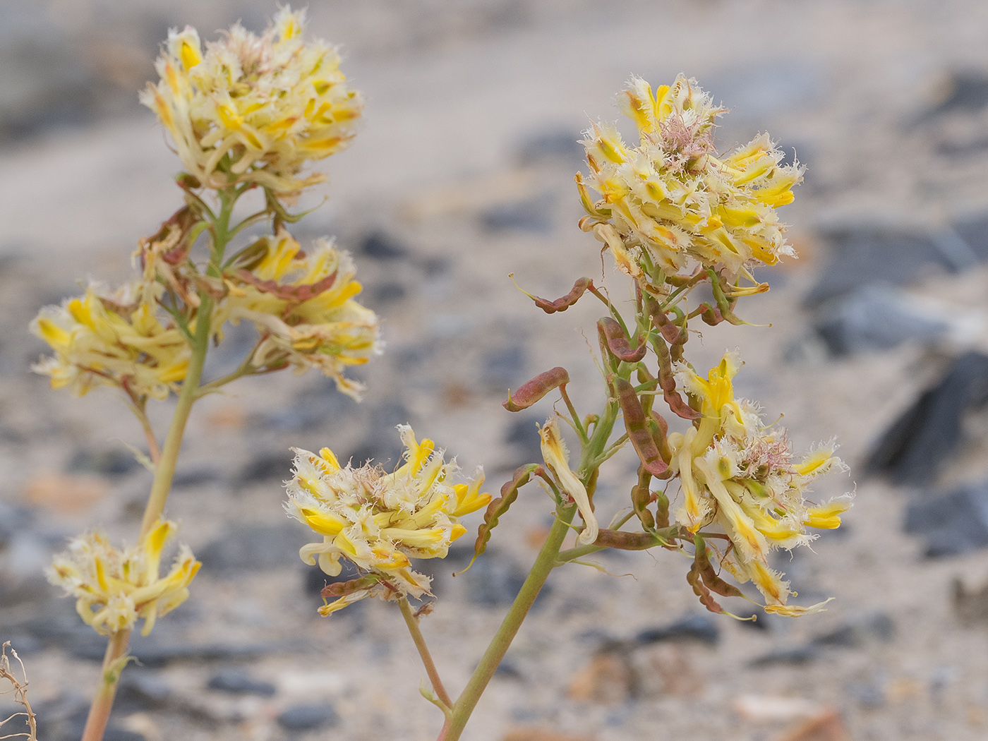 Image of Corydalis fimbrillifera specimen.