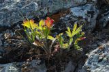 род Potentilla. Вегетирующее растение. Оренбургская обл., Кувандыкский муниципальный округ, северная оконечность Долгих гор, скальное обнажение. 10 июня 2025 г.