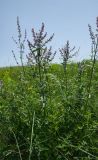 Nepeta nuda. Цветущее растение. Оренбургская обл., Кувандыкский муниципальный округ, северная оконечность Долгих гор, степной склон. 10 июня 2025 г.
