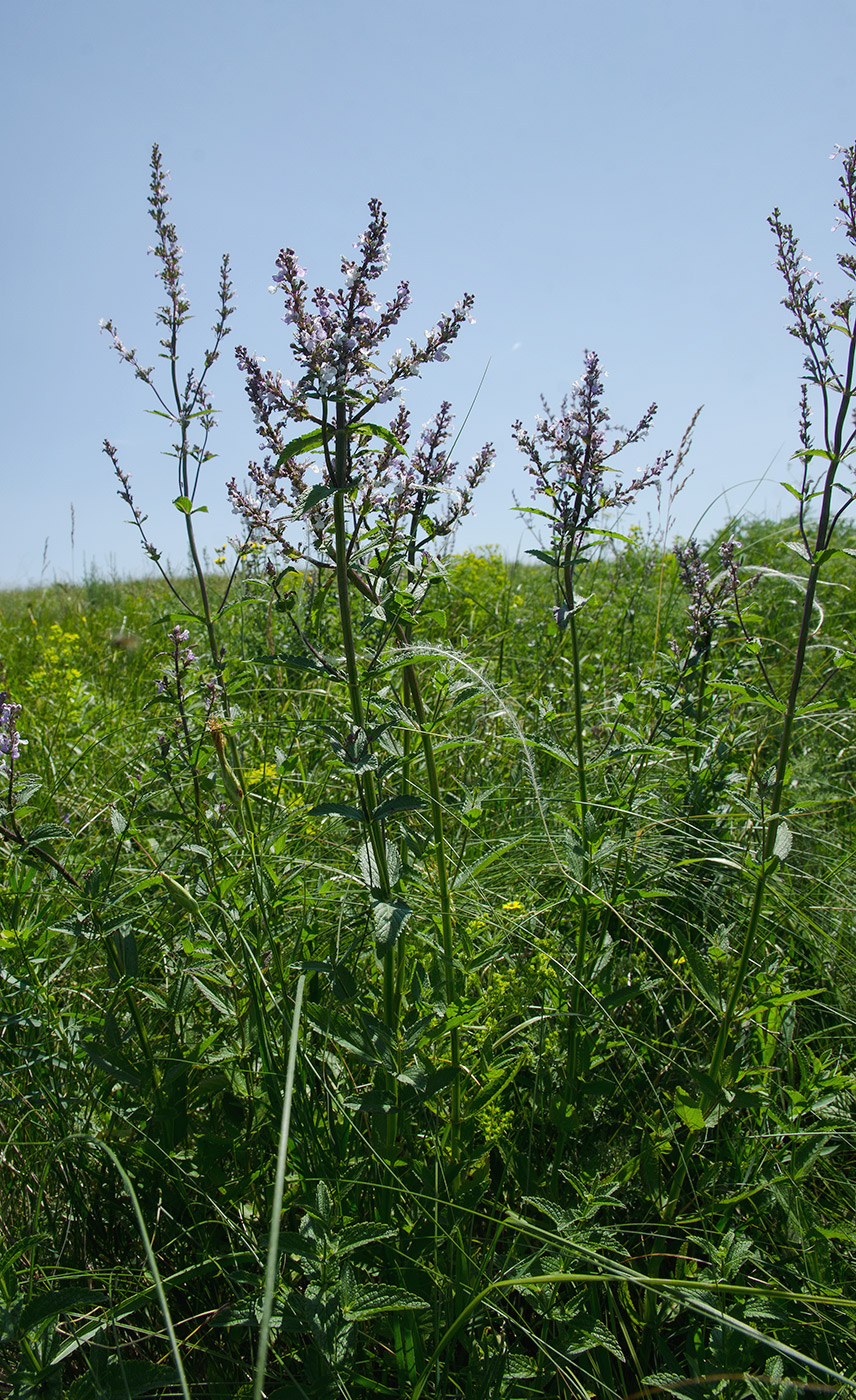 Image of Nepeta nuda specimen.
