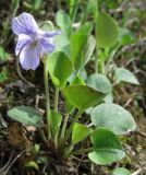 Viola rupestris