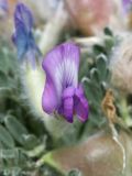 genus Oxytropis. Цветок. Таджикистан, Горно-Бадахшанская автономная обл., Мургабский р-н, дол. р. Карасу, ≈ 3630 м н.у.м., галечно-глинистый субстрат в пойме. 6 июля 2026 г.