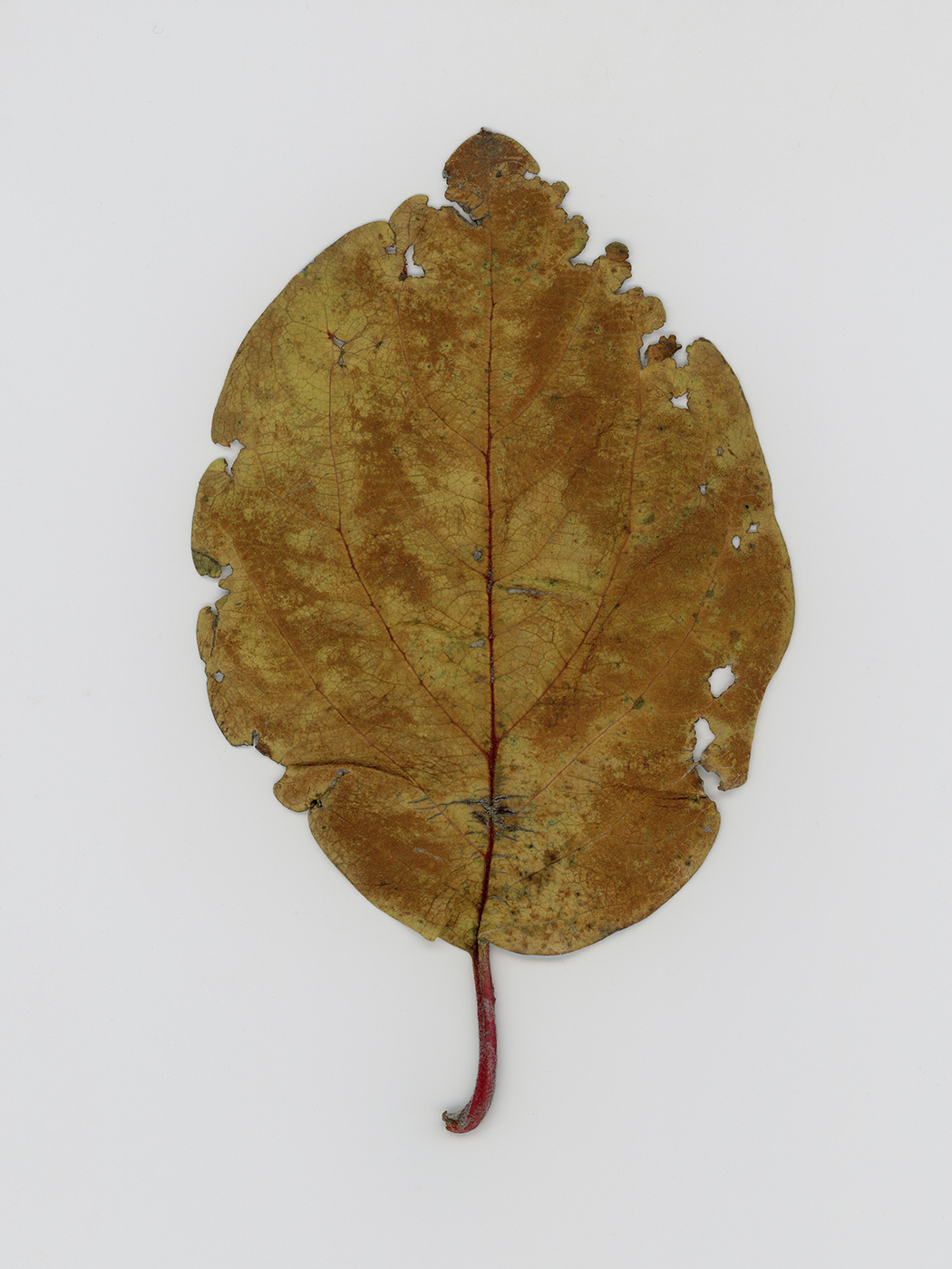 Image of Unknown species specimen.
