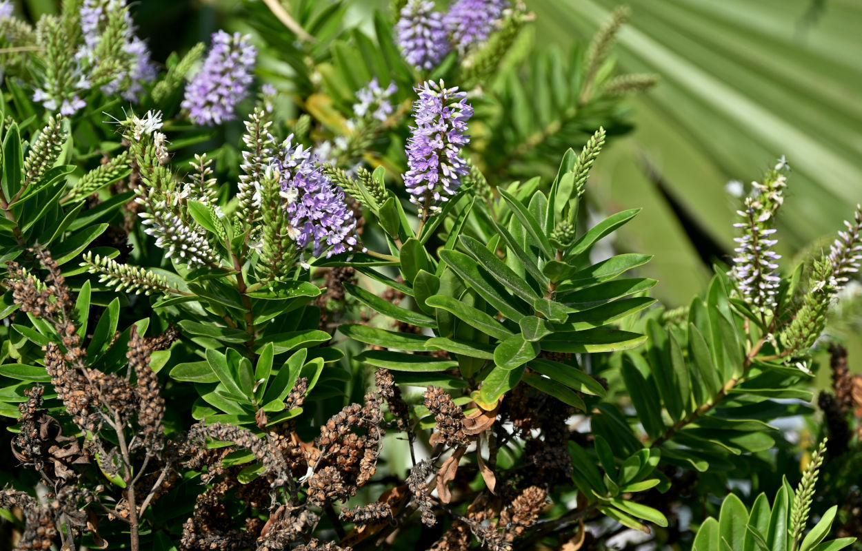 Изображение особи Hebe speciosa.