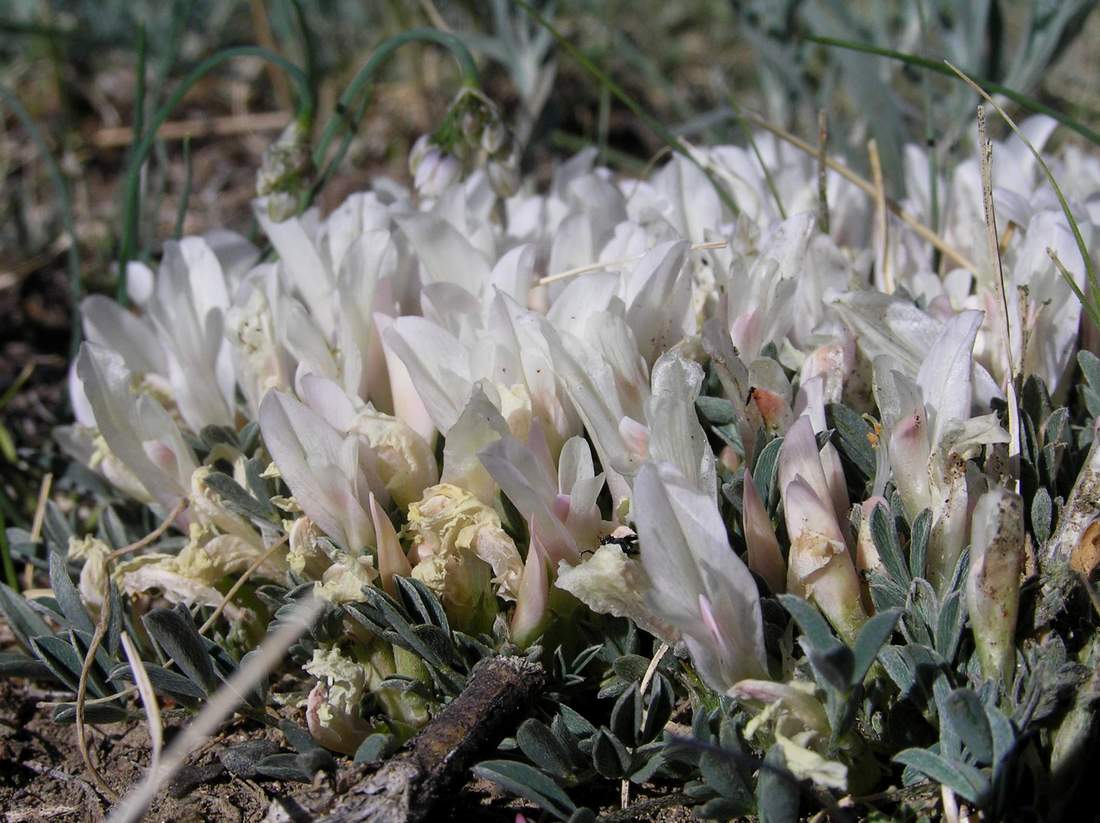 Image of Astragalus brevifolius specimen.