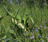 Polygonatum odoratum. Цветущее растение. Москва, Кузьминский парк, под ЛЭП. 28.05.2011.