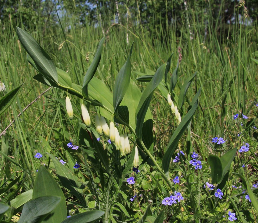 Изображение особи Polygonatum odoratum.