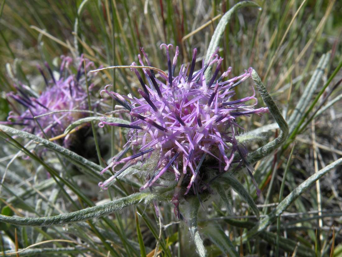 Image of Saussurea leucophylla specimen.