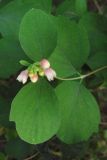 Symphoricarpos albus var. laevigatus