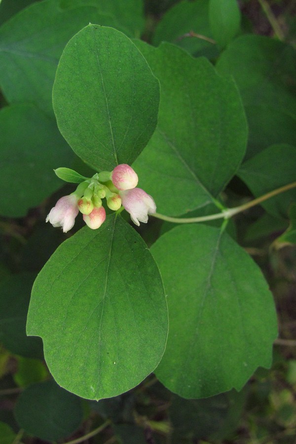 Image of Symphoricarpos albus var. laevigatus specimen.