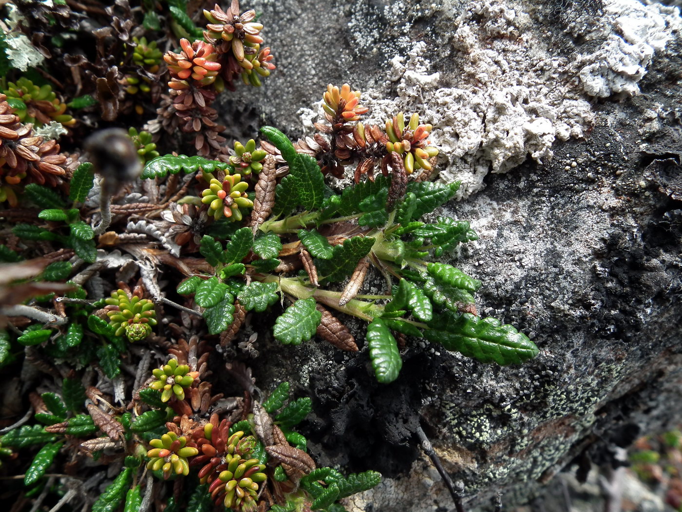 Image of Dryas octopetala ssp. subincisa specimen.