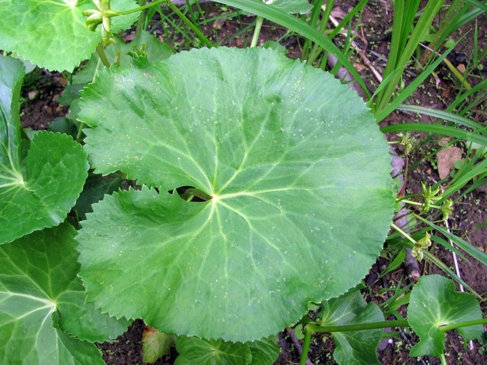 Image of Caltha palustris specimen.
