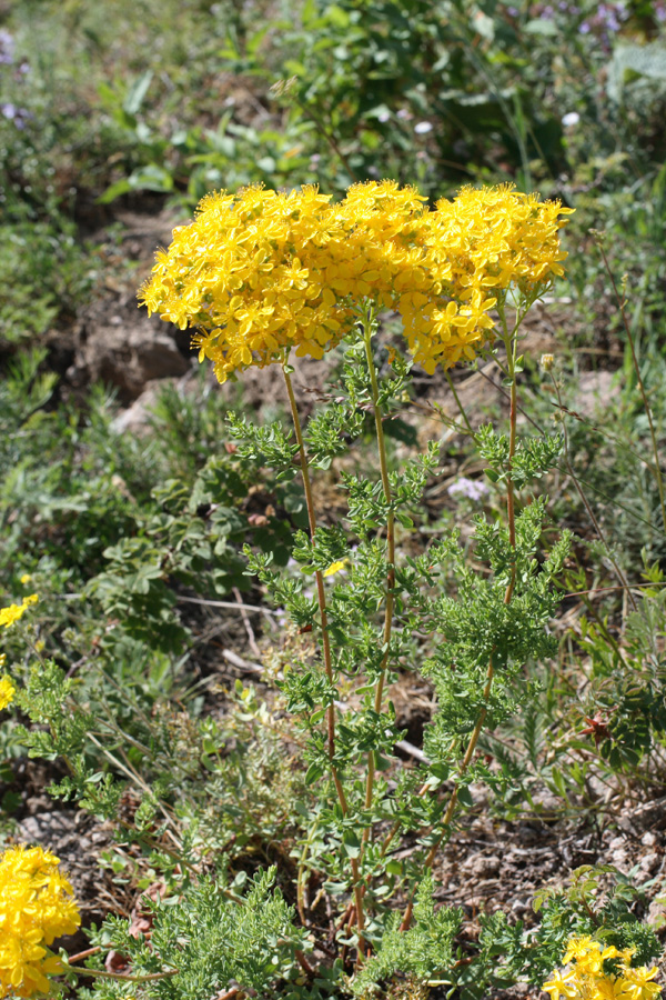 Изображение особи Hypericum scabrum.