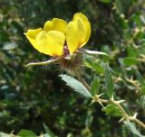 Rosa persica