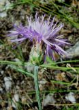 Centaurea caprina. Верхушка побега с соцветием. Южный берег Крыма, гора Кошка. 23.06.2011.