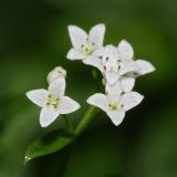 Galium rivale