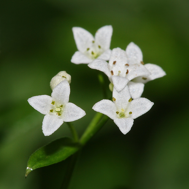 Image of Galium rivale specimen.