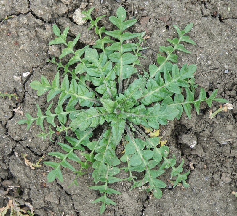 Image of Capsella bursa-pastoris specimen.