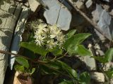Clematis vitalba