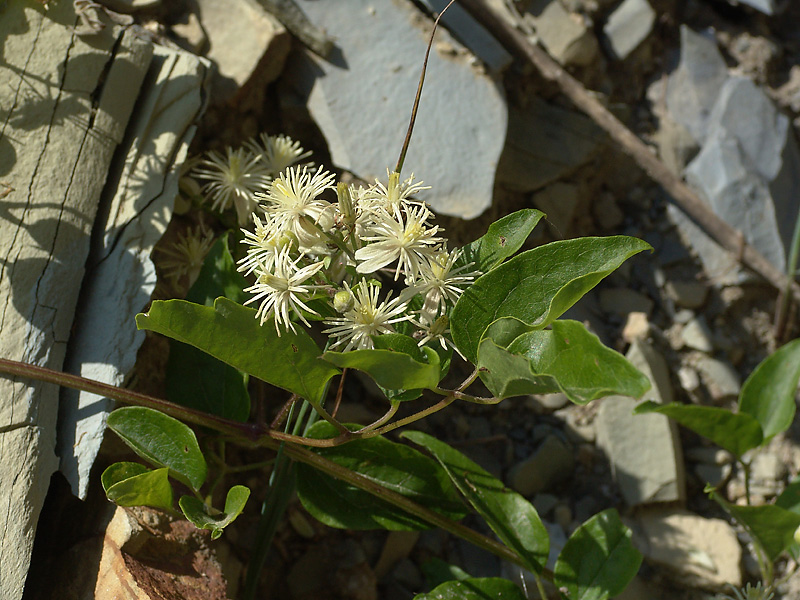 Image of Clematis vitalba specimen.