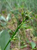 Menyanthes trifoliata